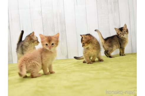 成約済の大阪府のソマリ-103717の2枚目
